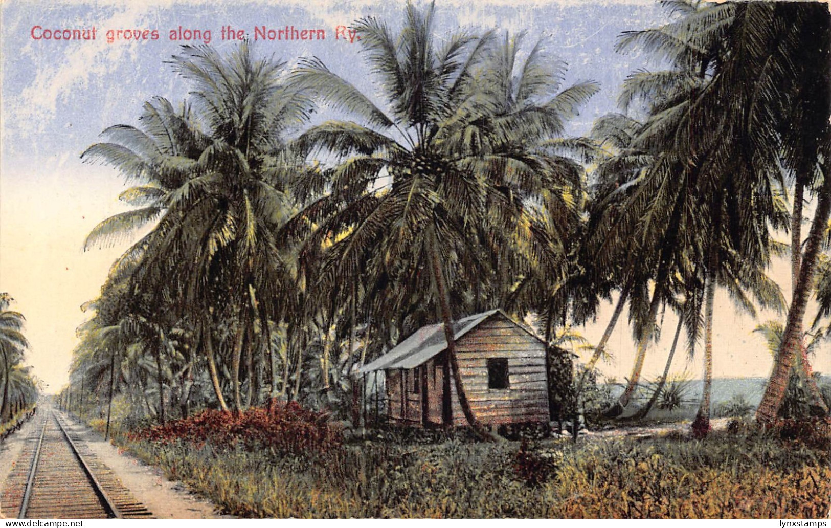 Costa Rica Coconut groves along the Northern Ry railroad vintage postcard