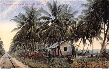 Costa Rica Coconut groves along the Northern Ry railroad vintage postcard
