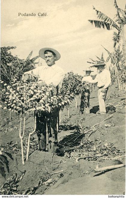Costa Rica Pruning Coffee