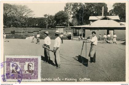 Costa Rica San Jose Harvesting Coffee used in El Salvador