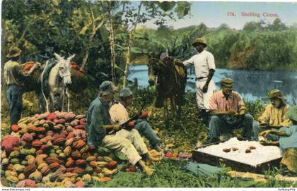Costa Rica Shelling Cocoa 1924 to Netherlands
