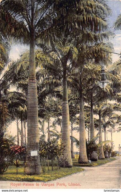 L334 Costa Rica Royal Palms in Vargas Park Limon vintage postcard