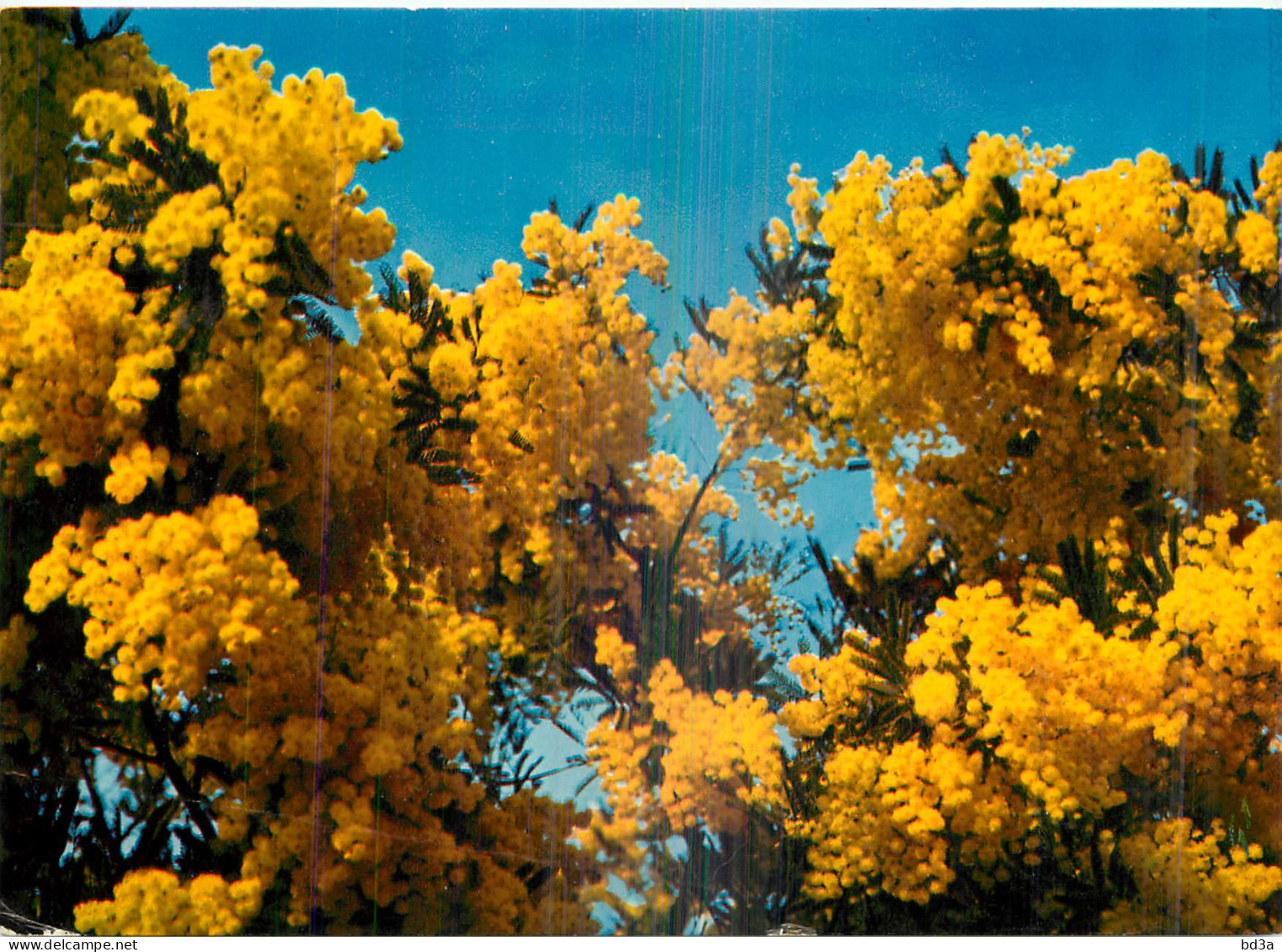 COTE D'AZUR - MIMOSAS