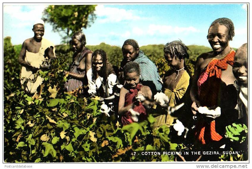 Cotton Picking in the Gezira, Sudan