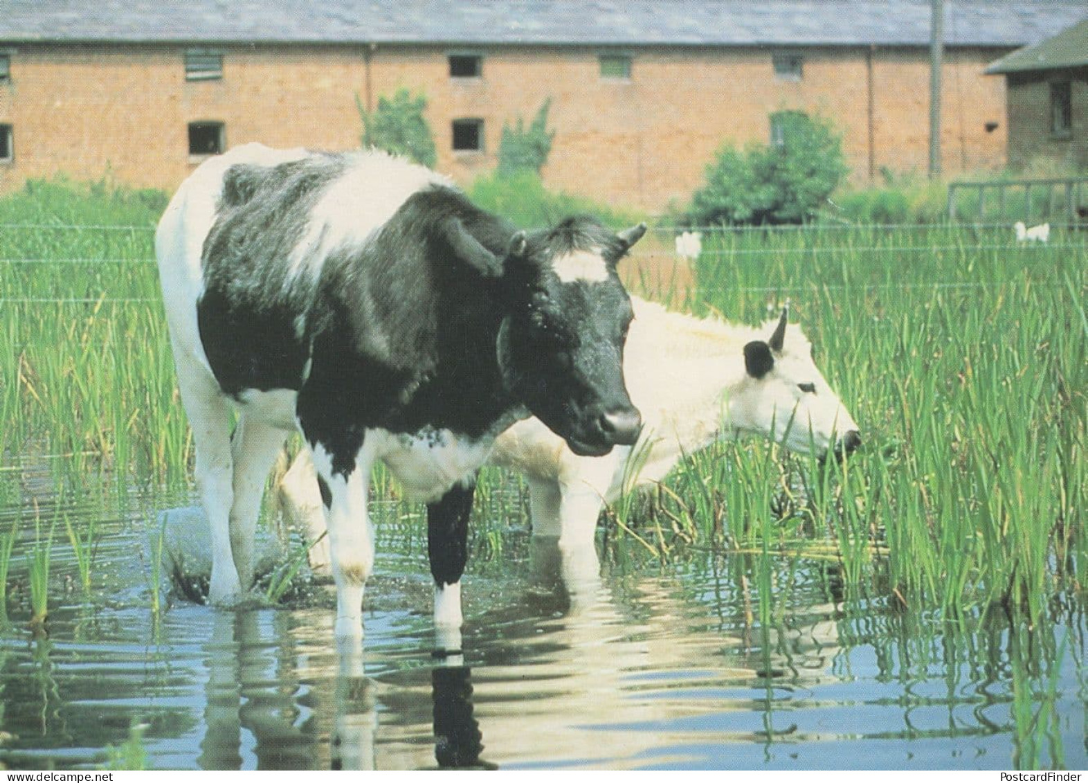 Cow & Calf Paddling Shugborough Park Farm Zoo Staffordshire Postcard