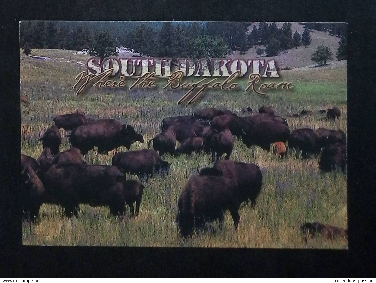 cp, Etats Unis, SD, South Dakota where the Buffalo Roan, black hills, ed. Dan Grigg Images , vierge