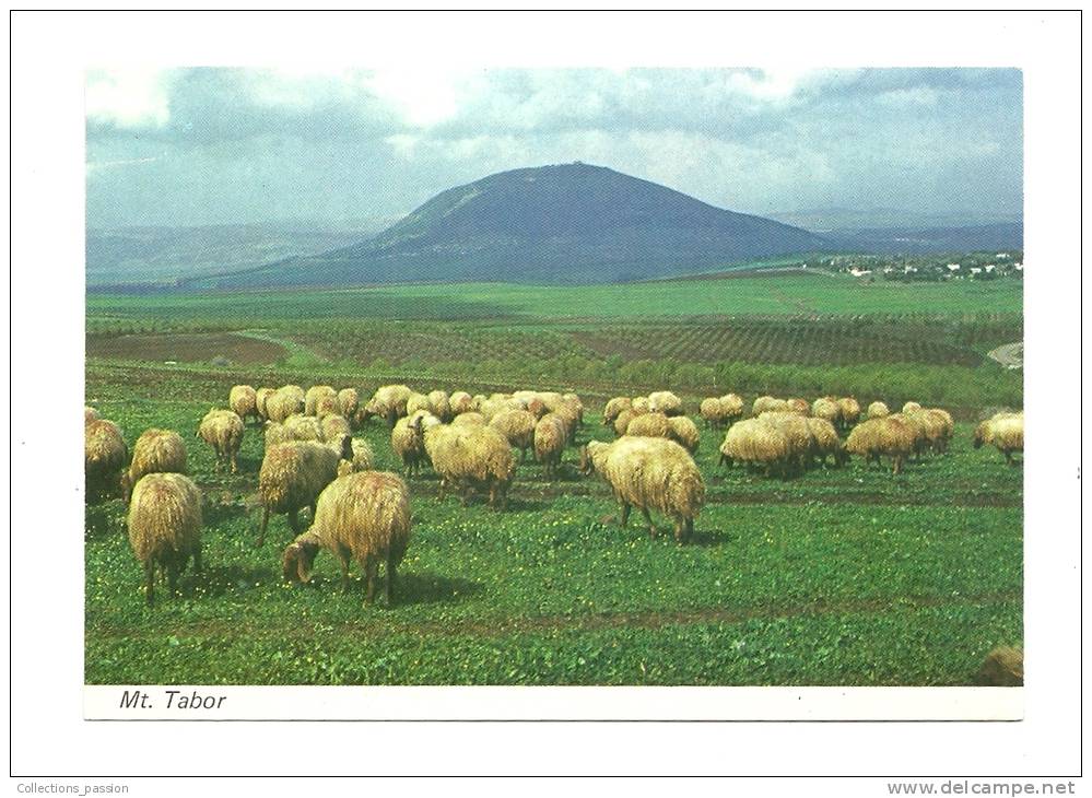 cp, Israël, Mont Thabor