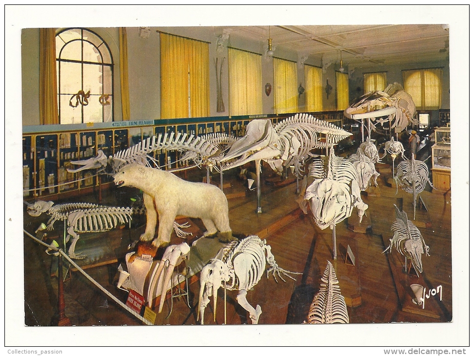 cp, Monaco, Musée Océanographique, Salle de la Baleine, écrite