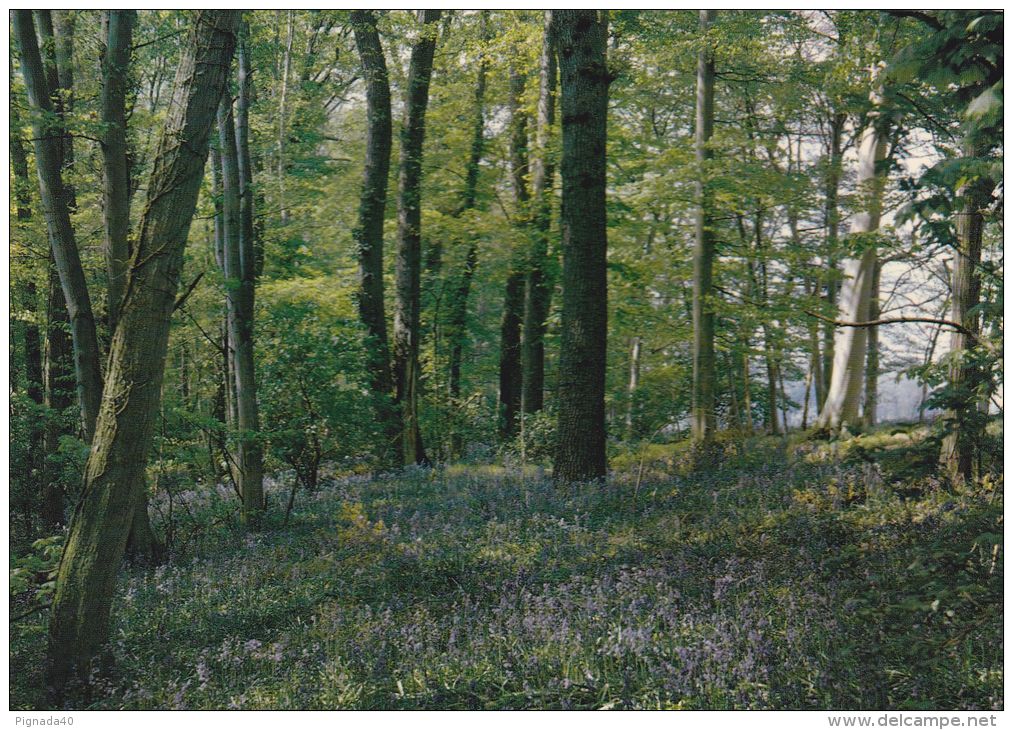 cp , RÉGIONS , Promenade en forêt