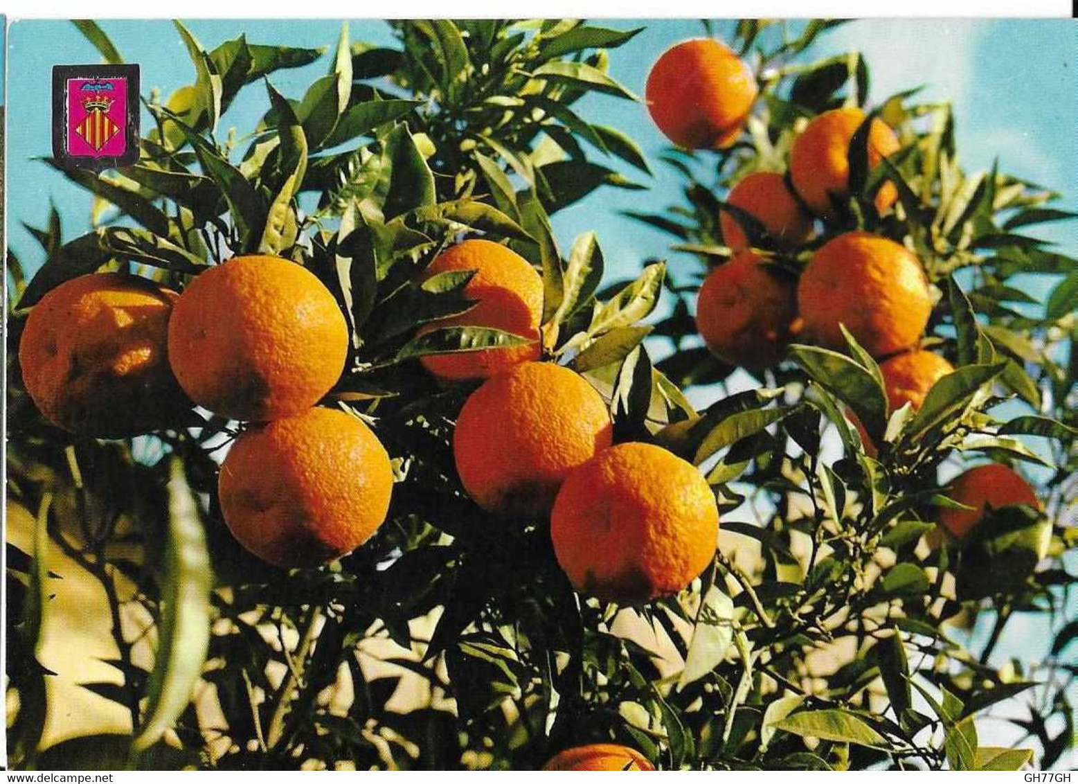 CP VALENCIA -naranjas