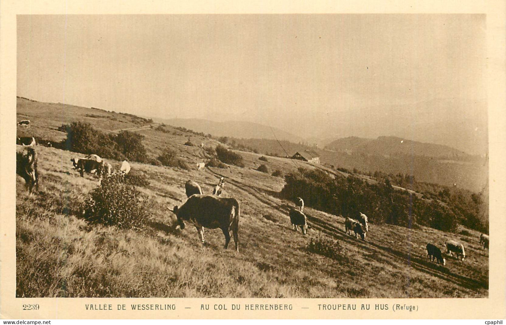 CPA 2239 vallee de wesserling au col du herrenberg troupeau au hus(refuge)