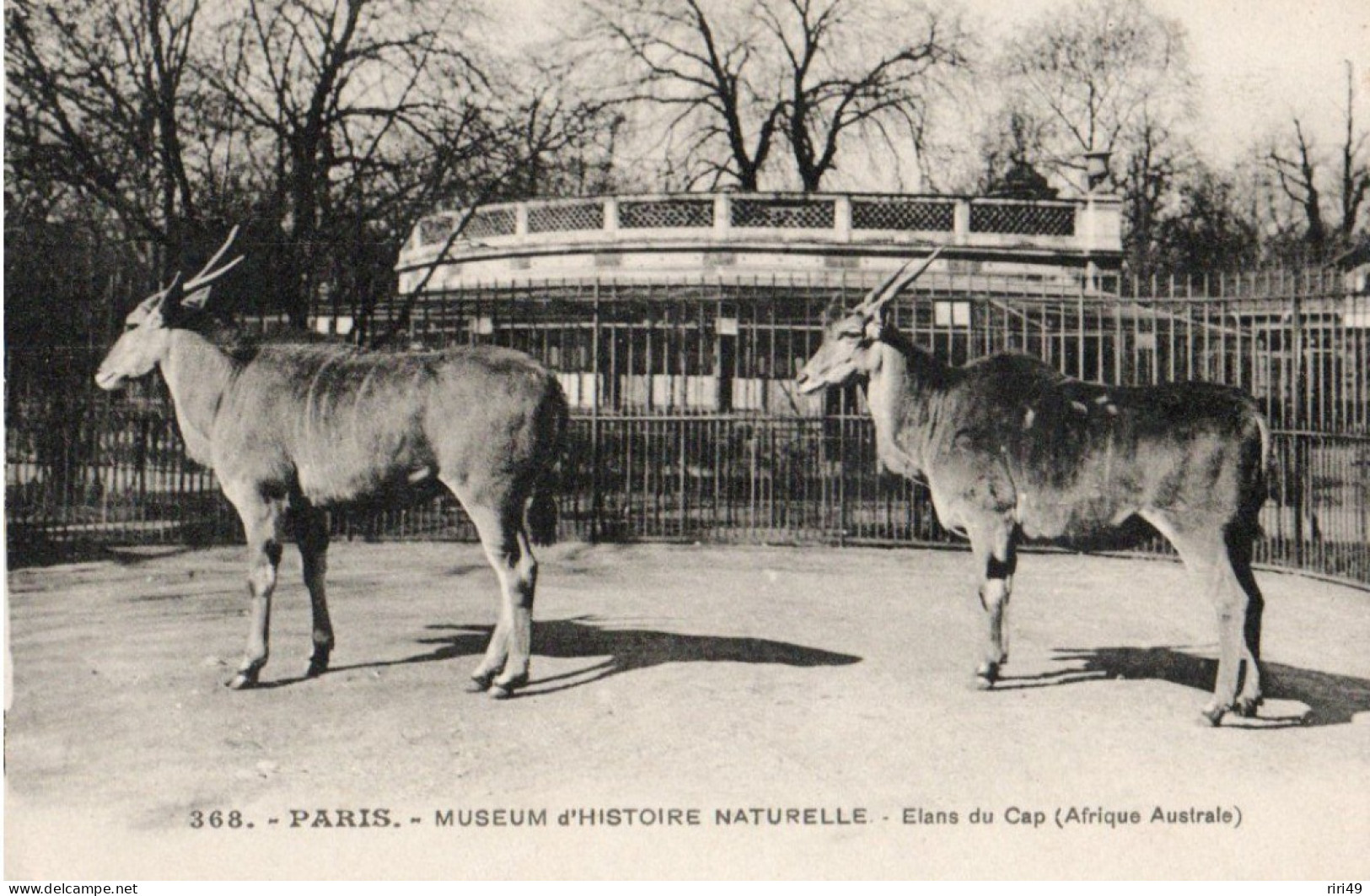 cpa 75 PARIS Museum d'histoire Naturelle, Elans du Cap  dos écrit, parcs et jardins, animaux Afrique  voir scanne