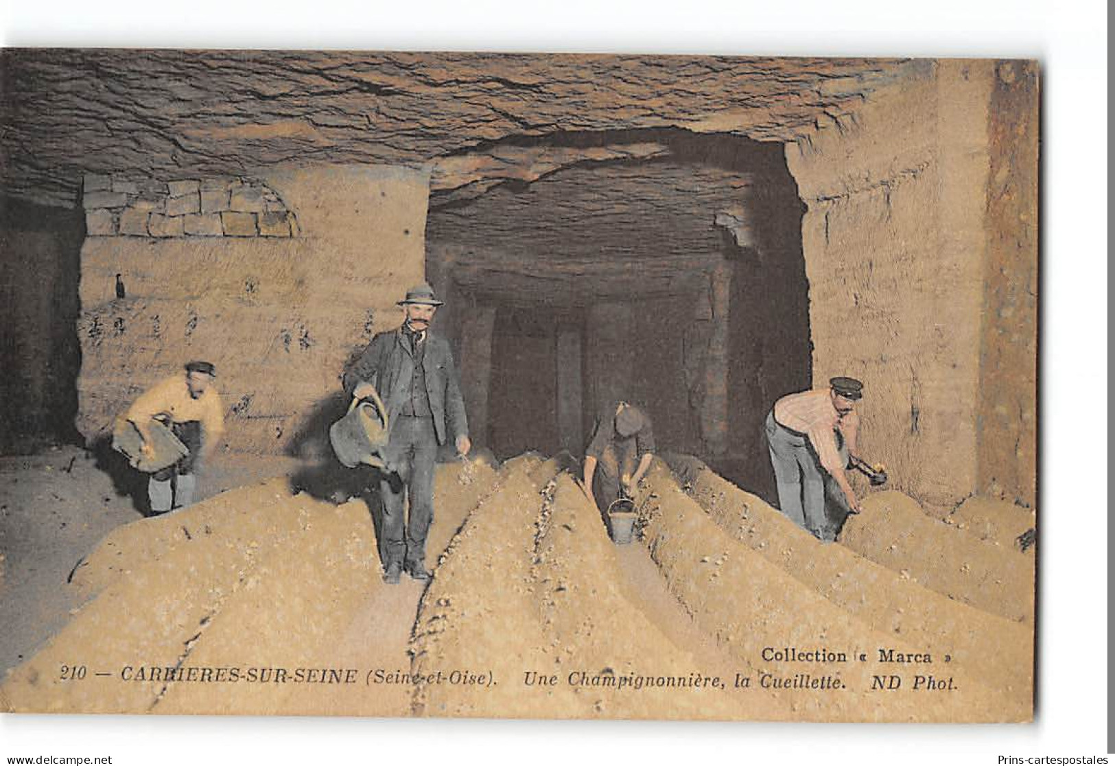 CPA 78 Carrières sur Seine Une Champignonnière