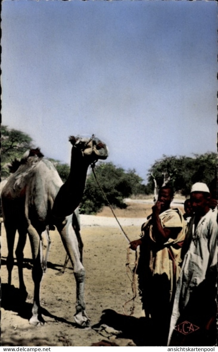 CPA Abeche Tschad, Un dromadaire