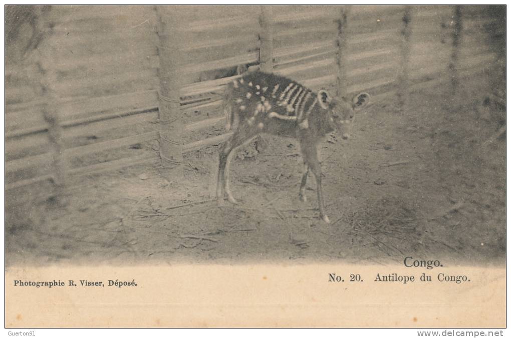 ( CPA AFRIQUE )  CONGO  /  Antilope du Congo  -