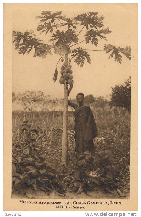 ( CPA AFRIQUE )  NIGER  /  Papayer  -