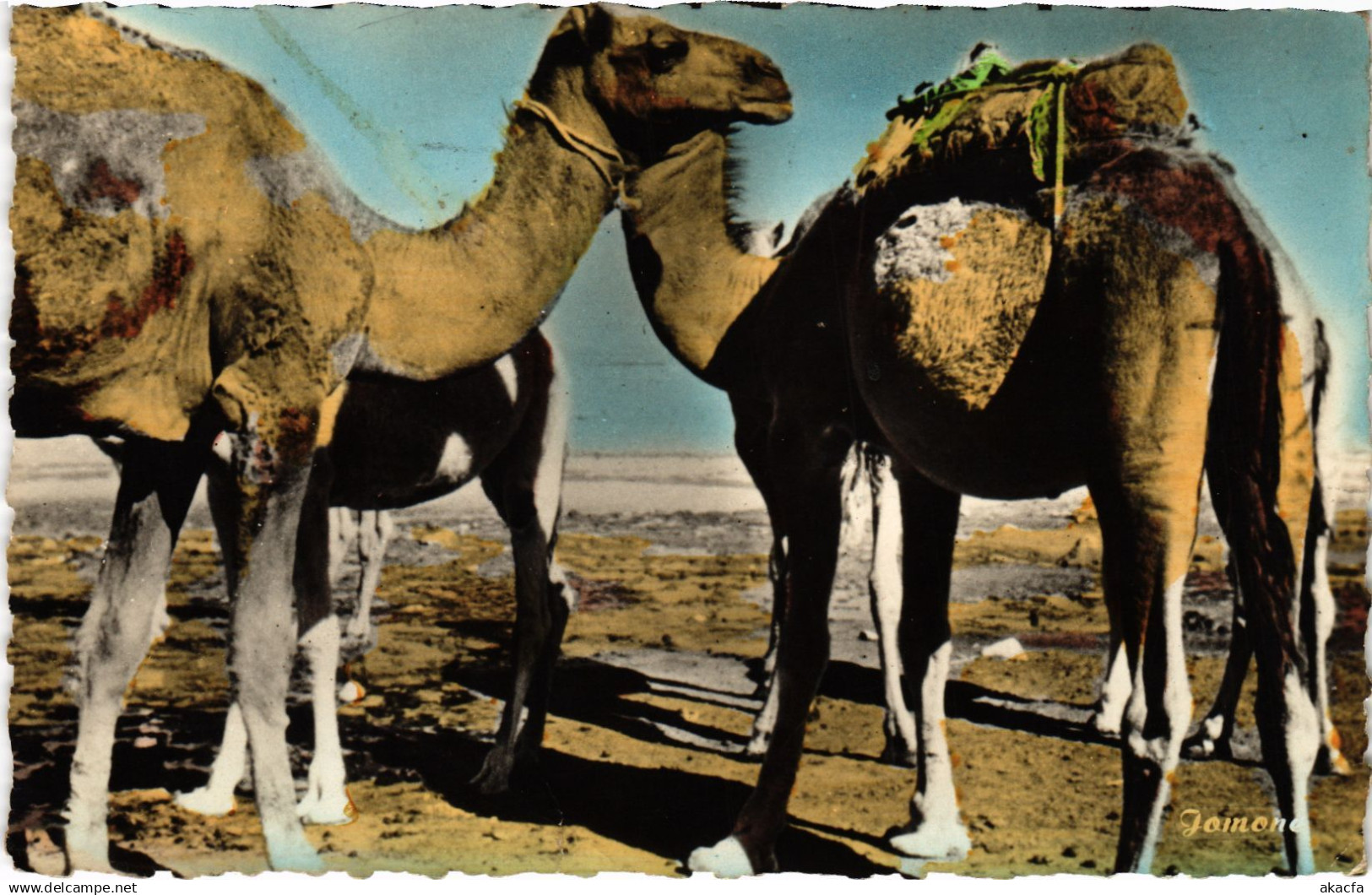 CPA AK OUARGLA OASIS PARCAGE DE CHAMEAUX ALGERIA (1435433)