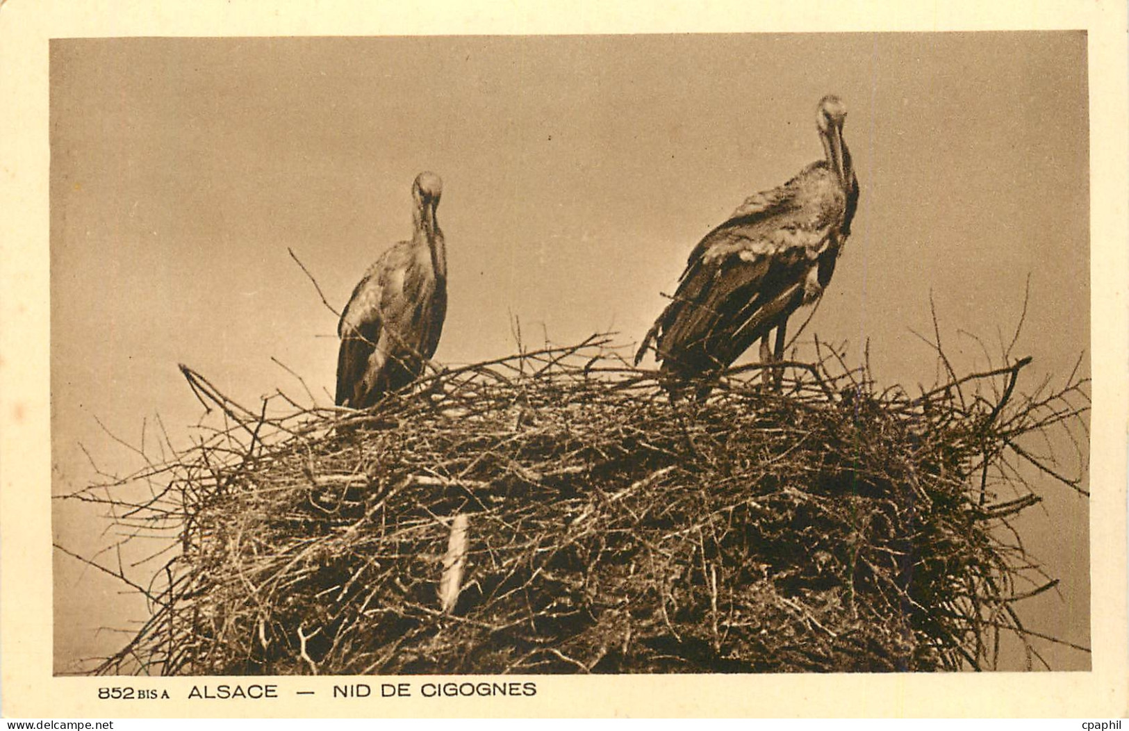 CPA Alsace Nid de Cigognes