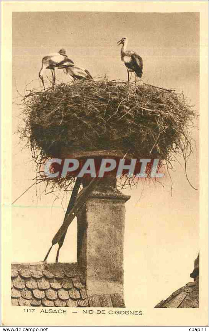 CPA Alsace Nid de Cigognes