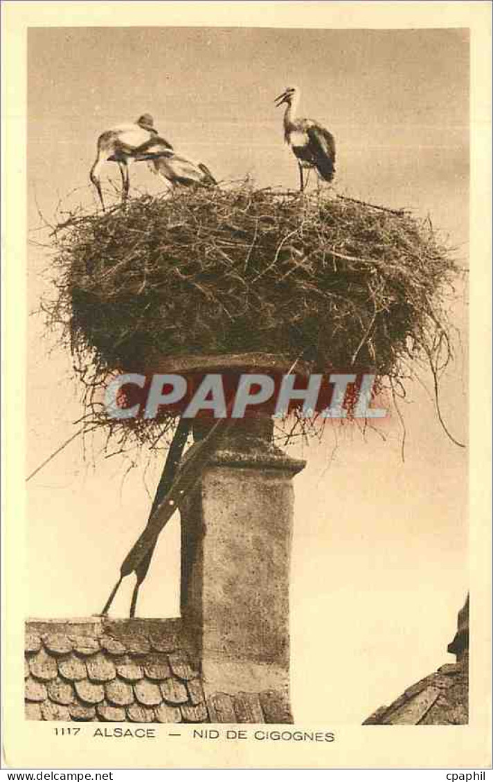 CPA Alsace Nid de Cigognes
