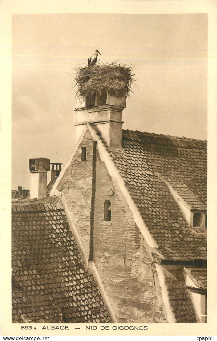 CPA Alsace Nid de Cigognes