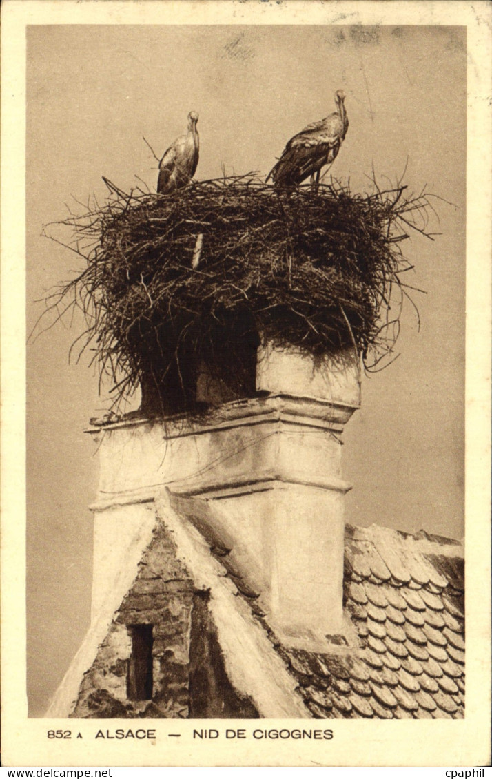 CPA Alsace Nid de Cigognes