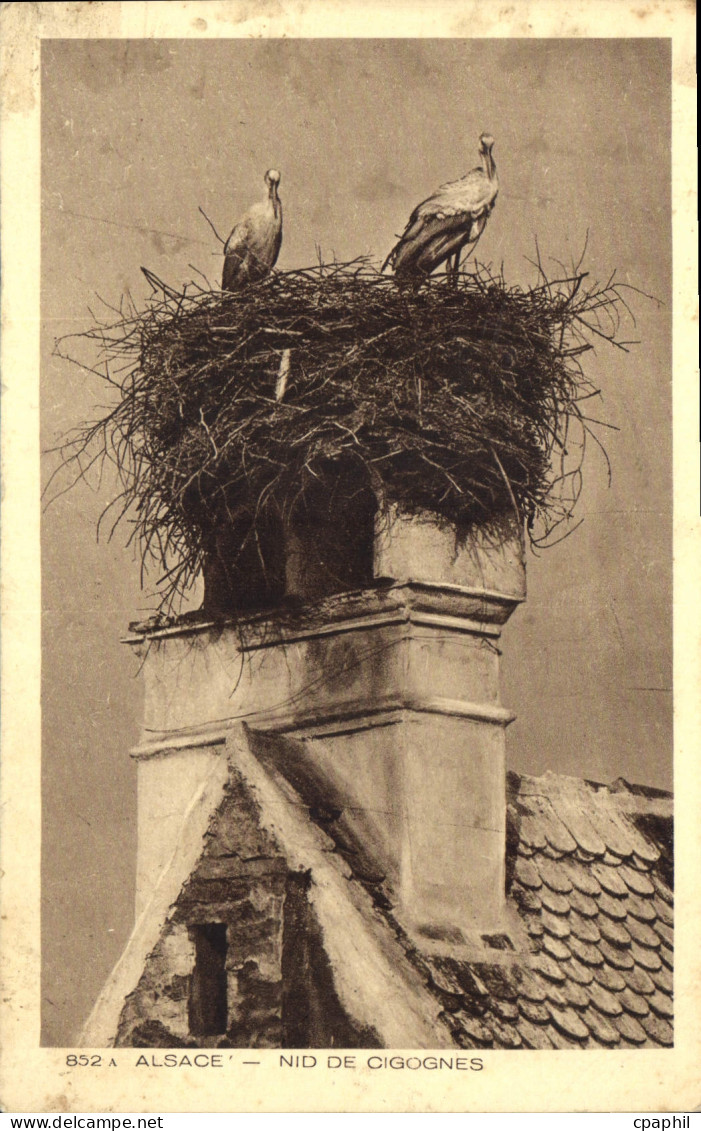 CPA Alsace Nid de Cigognes