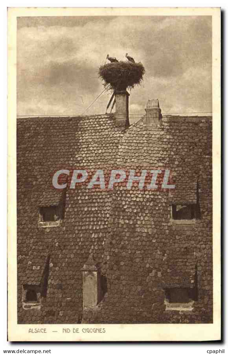 CPA Alsace Nid de Cigognes