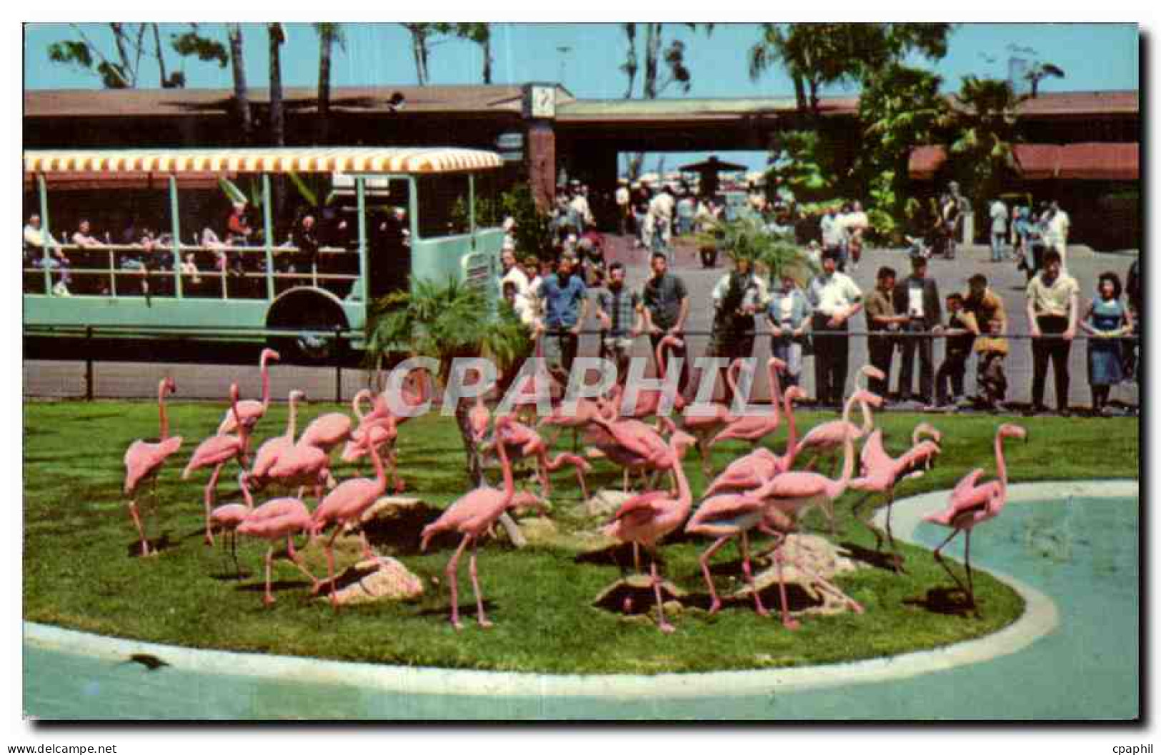 CPA Animal Color Series From the San Diego