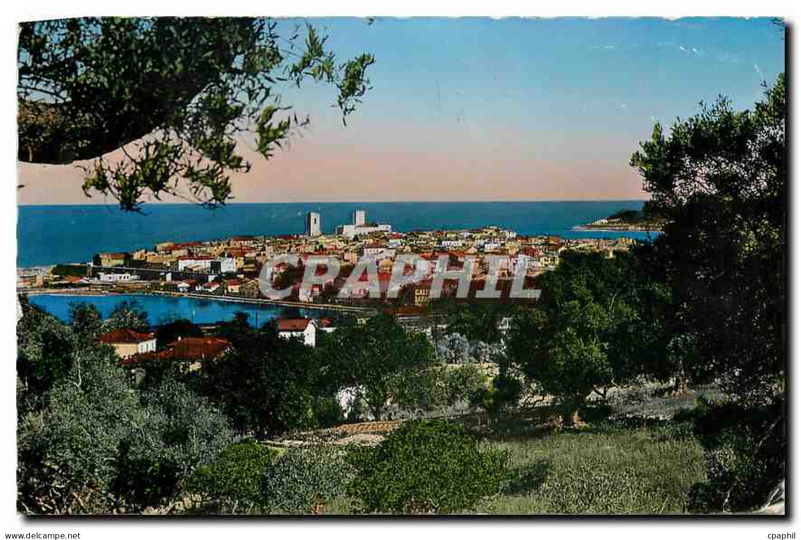 CPA Antibes vue generale a travers les oliviers