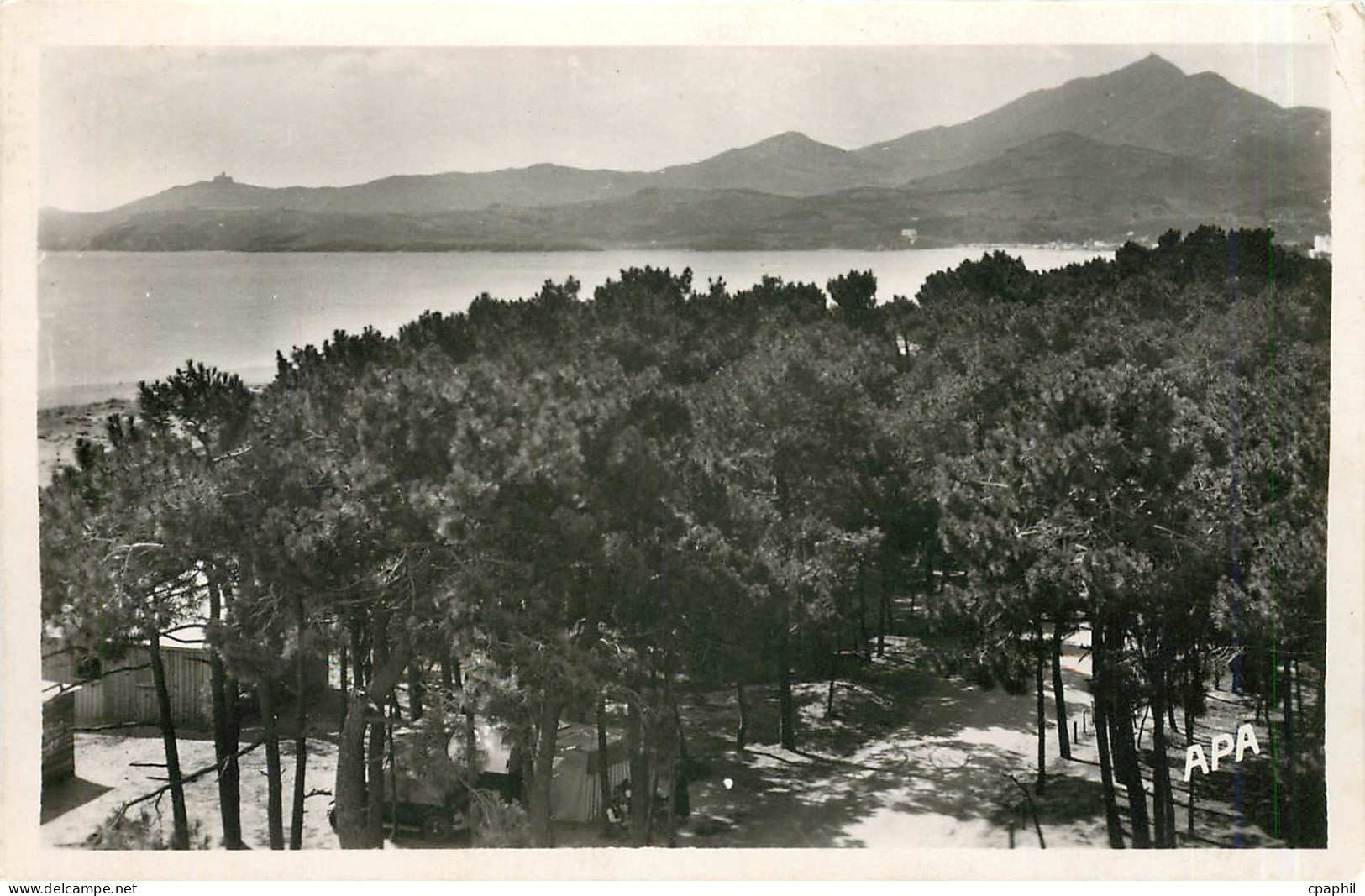 CPA Argeles sur Mer Pyr Or Les Pins la Mer Montagne
