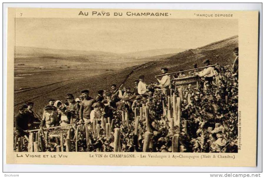 cpa AY CHAMPAGNE les vendanges Moet et Chandon  n°7 AU PAYS DU CHAMPAGNE vigne et vin -em choque