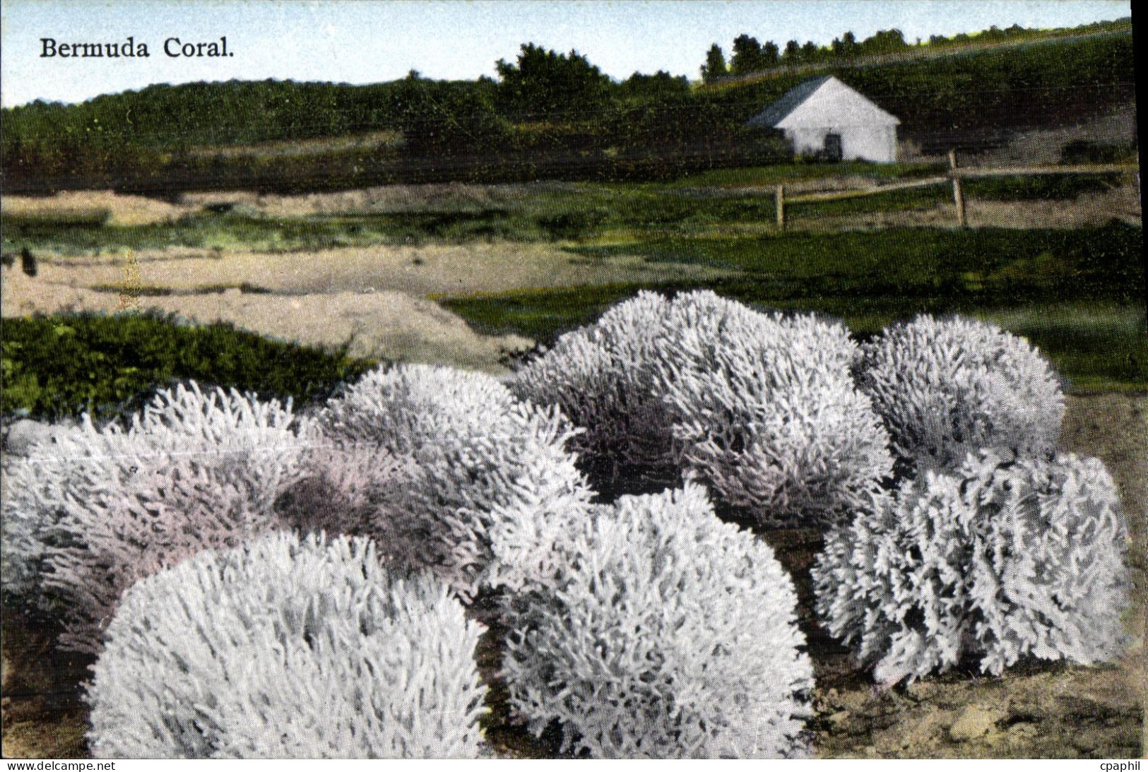 CPA Bermuda Coral Bermudes