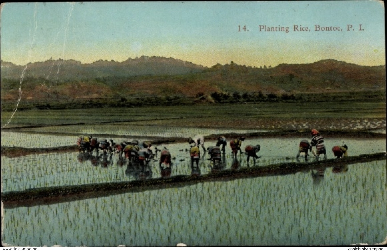 CPA Bontoc Philippinen, Planting Rice, Reisfelder