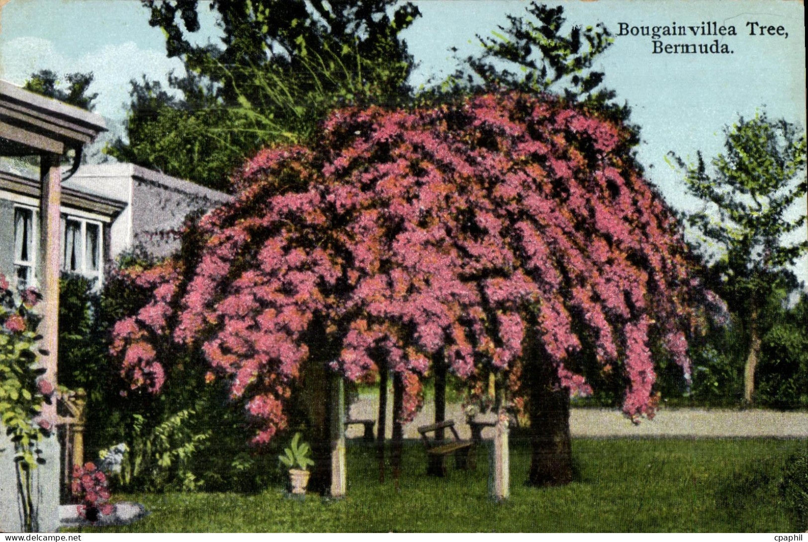 CPA Bougain villea Tree Bermuda Bermudes