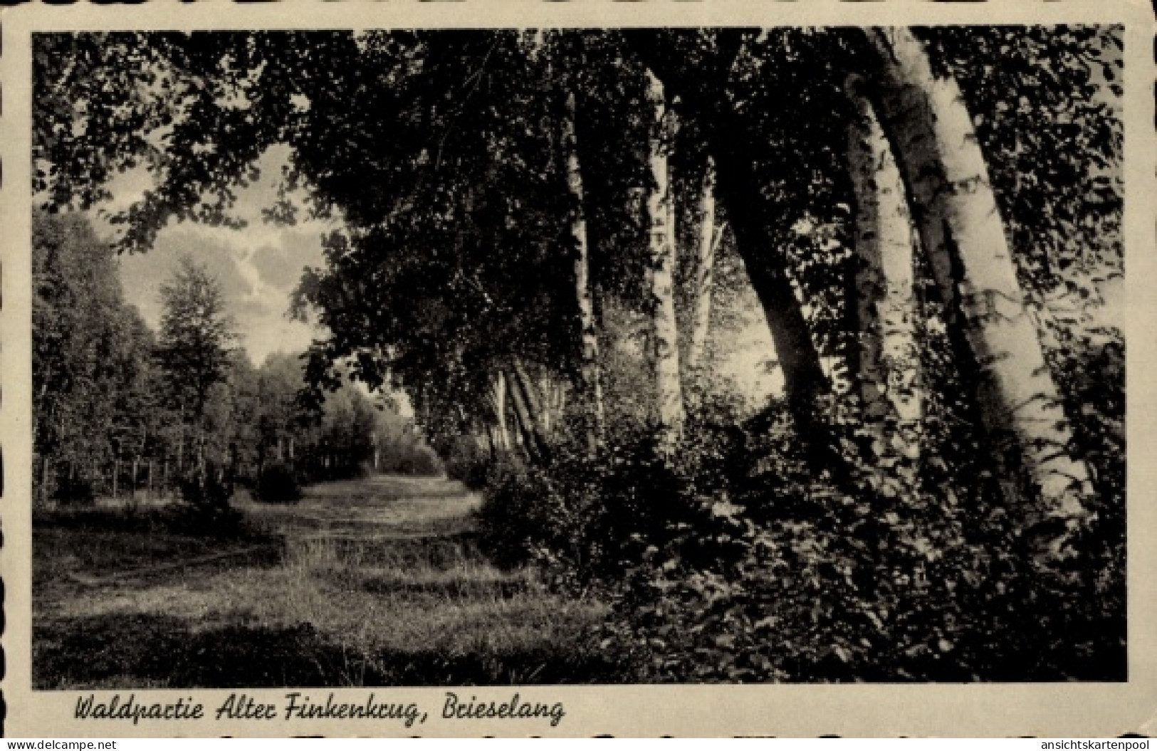 CPA Brieselang im Havelland, Waldspaziergang Alter Finkenkrug