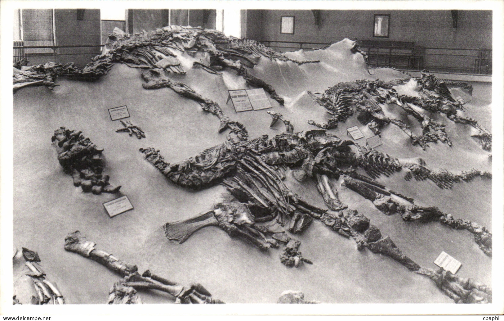 CPA Bruxelles Musee Royal d histoire naturelle Galeries nationales Iguanodons de Bernissart Dinosaure