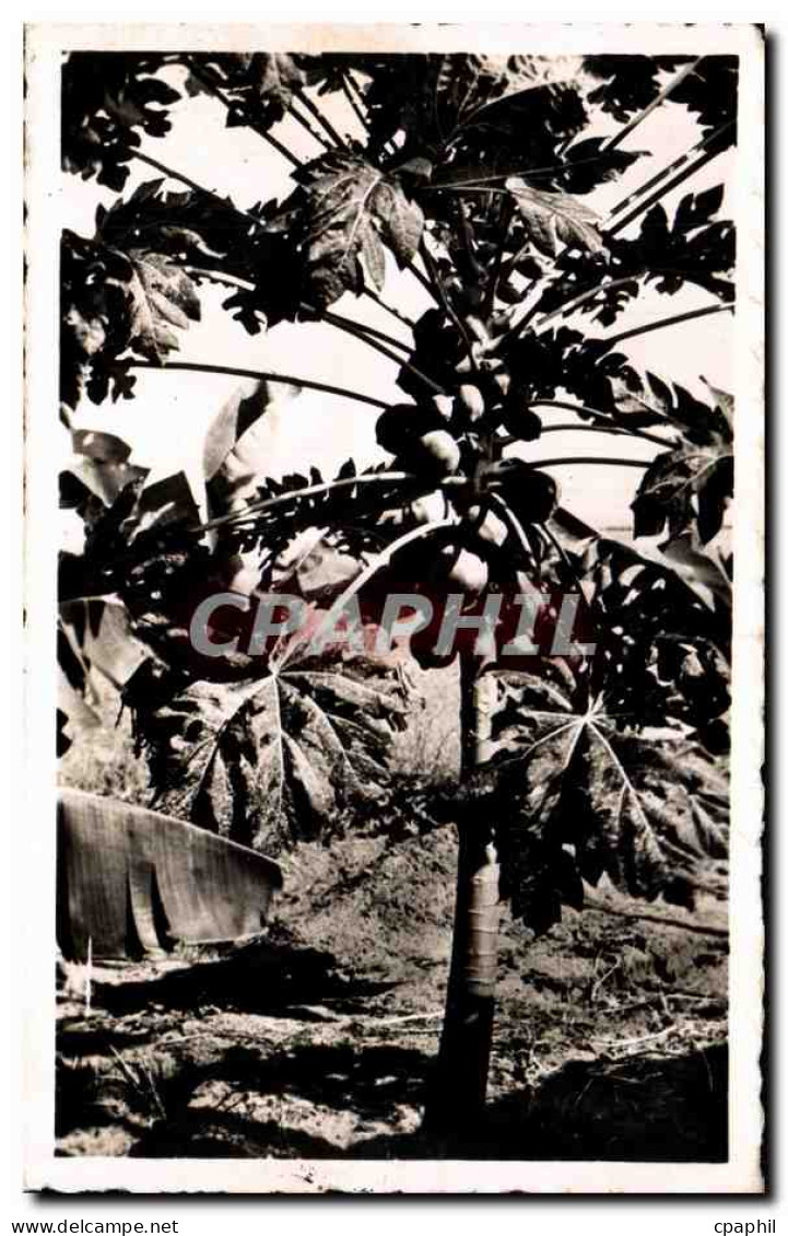 CPA Cameroun papayier AEF