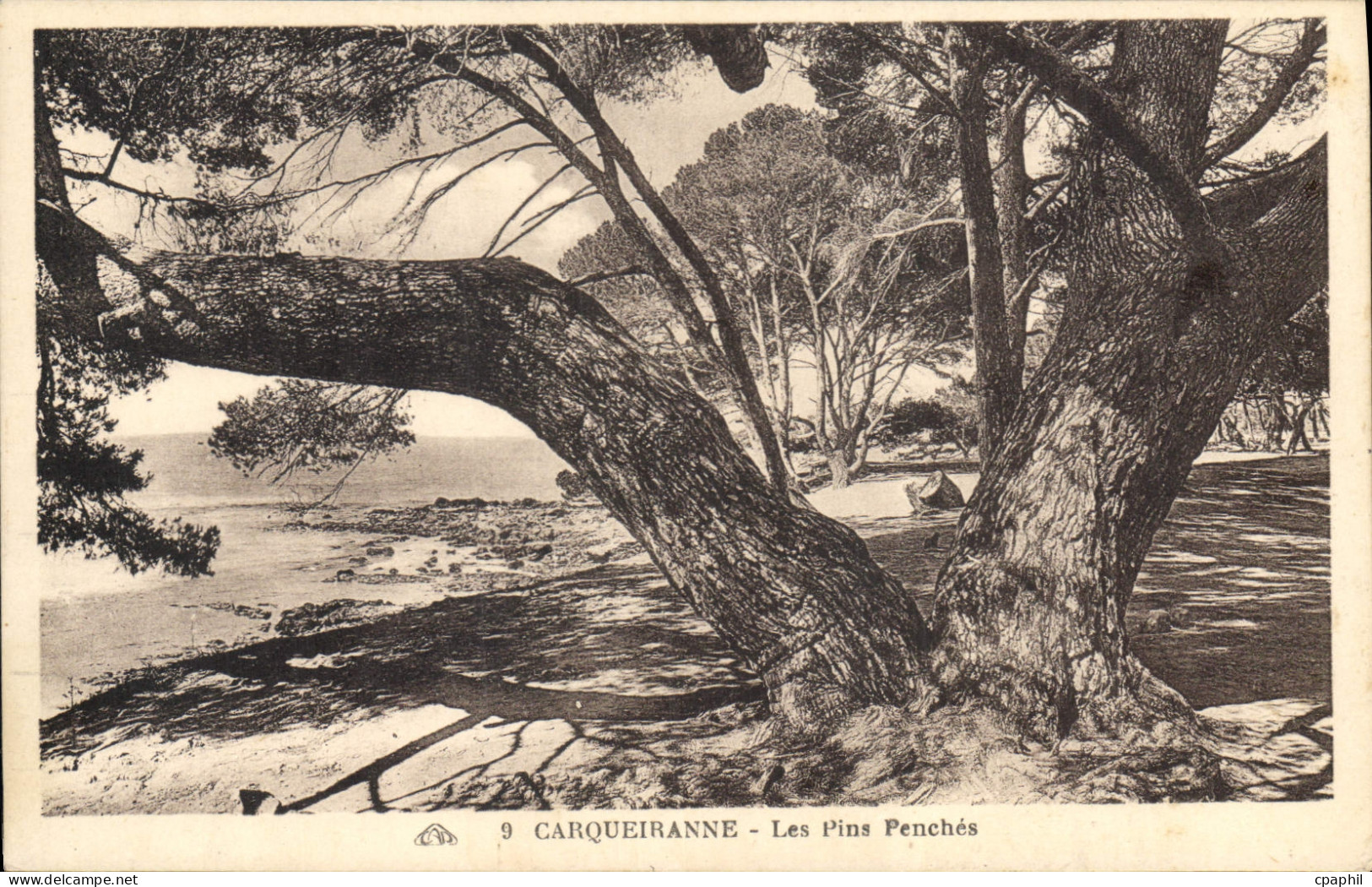 CPA Carqueiranne Les Pins Penches
