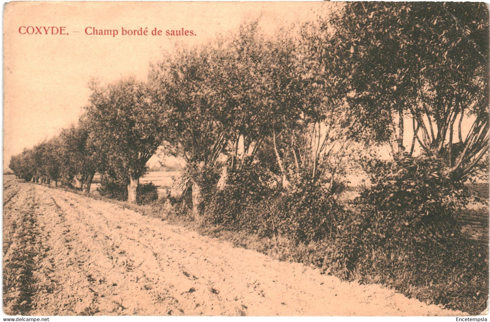 CPA Carte Postale Belgique Coxyde Champ bordé de saules  VM68479