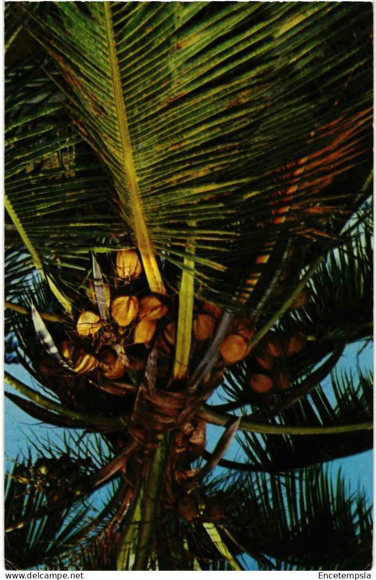 CPA  Carte Postale  Colombie San Andres Isla Cocotero    VM109123
