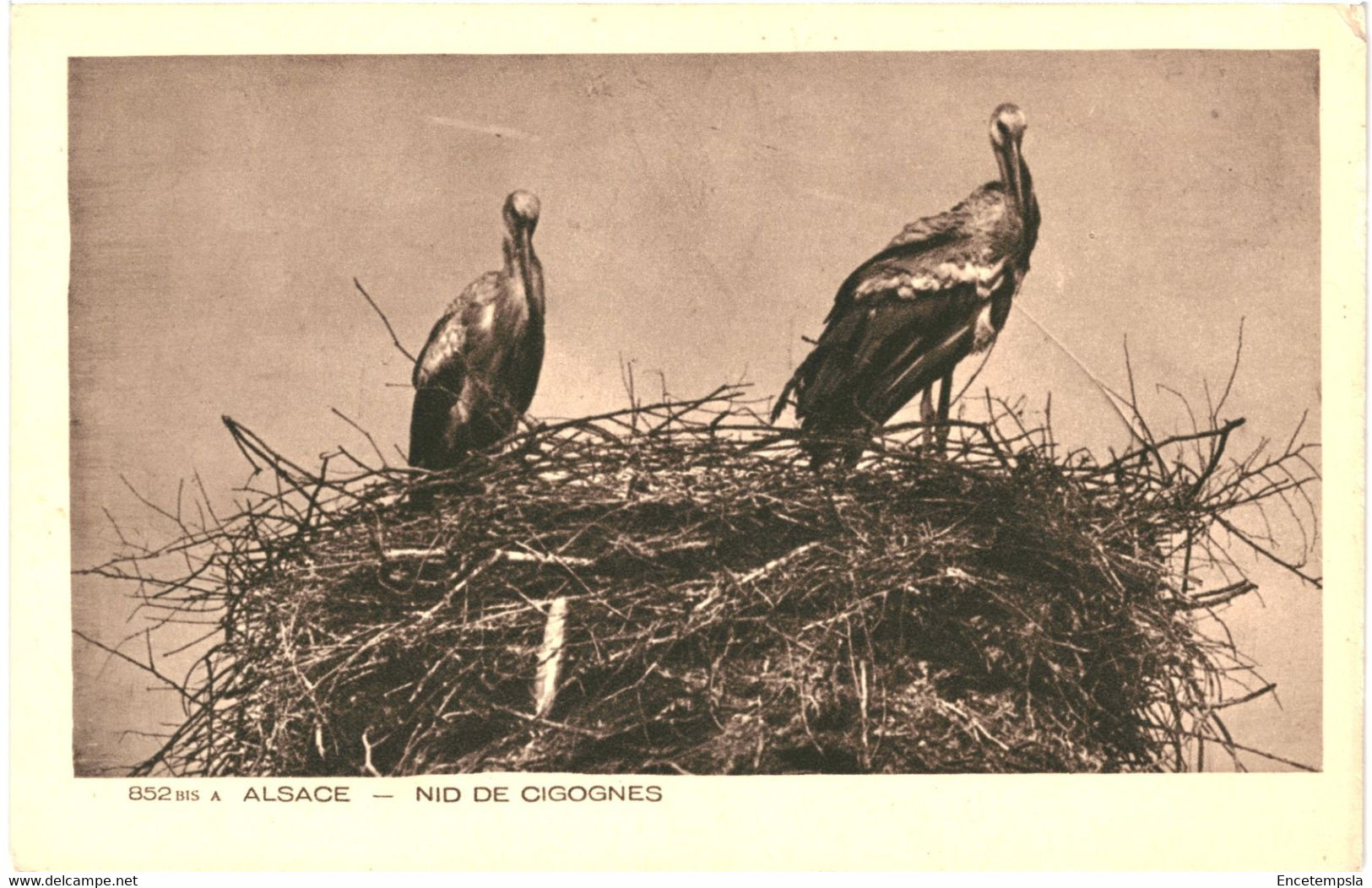 CPA Carte Postale  France-Alsace Nid de Cigognes  VM50985