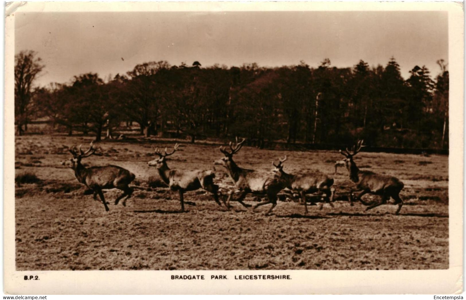 CPA Carte Postale  Royaume Uni  Leicestershire  Bradgate Park  VM109167