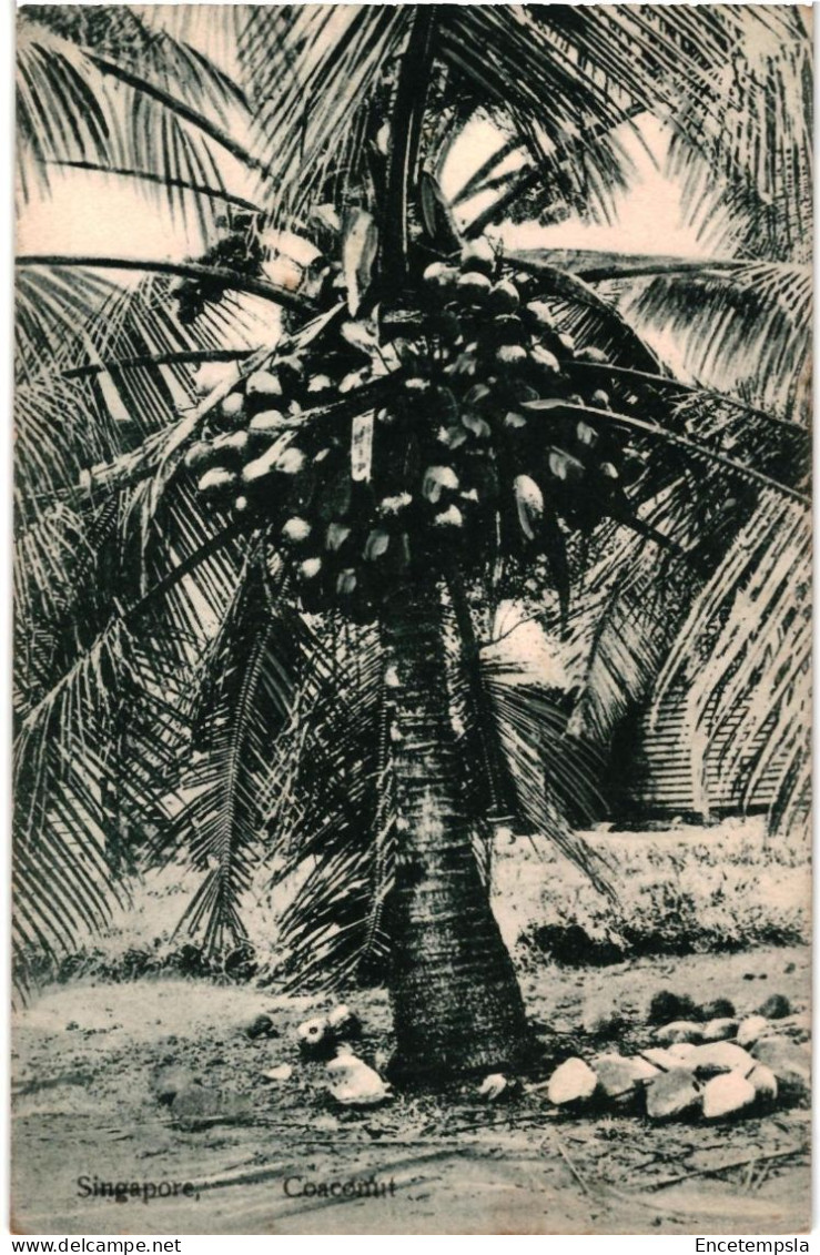CPA  Carte Postale  Singapour Coconut   VM109831ok
