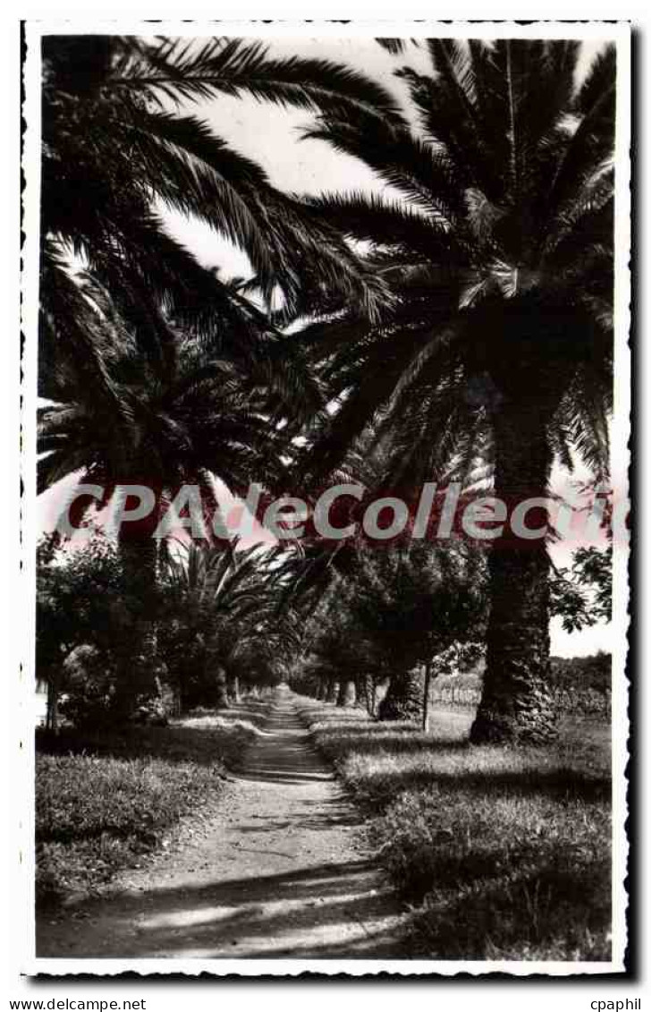CPA Cavalaire Sur Mer Une Allee De Pardigon