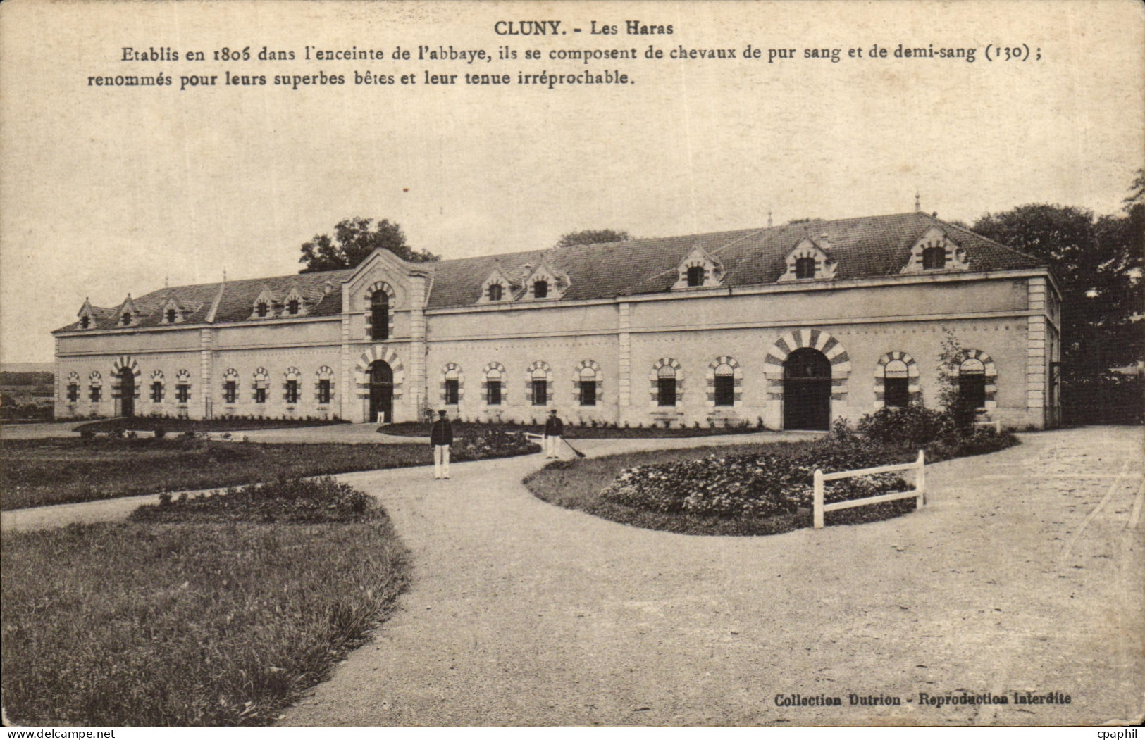 CPA Cluny Les Haras Chevaux