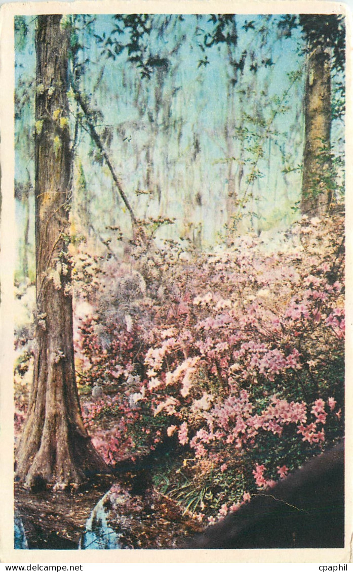 CPA Cypress Gardens Oakley South Carolina