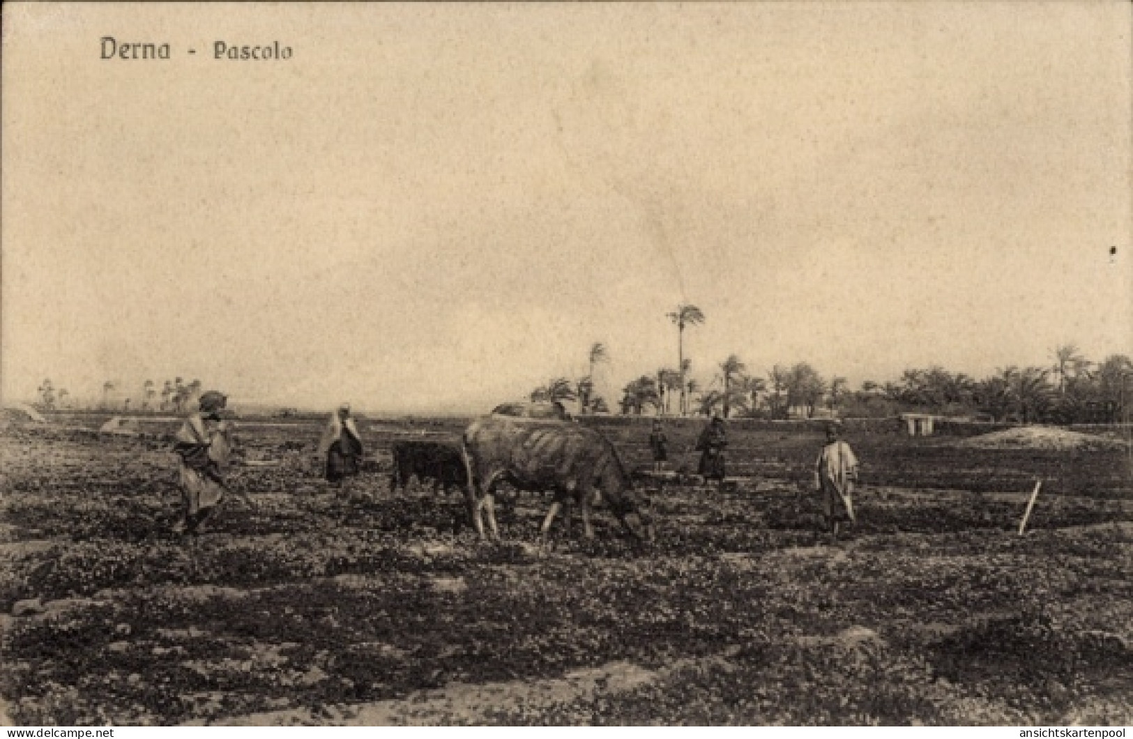 CPA Darna Derna Libyen, Bauern mit abgemagerter Kuh