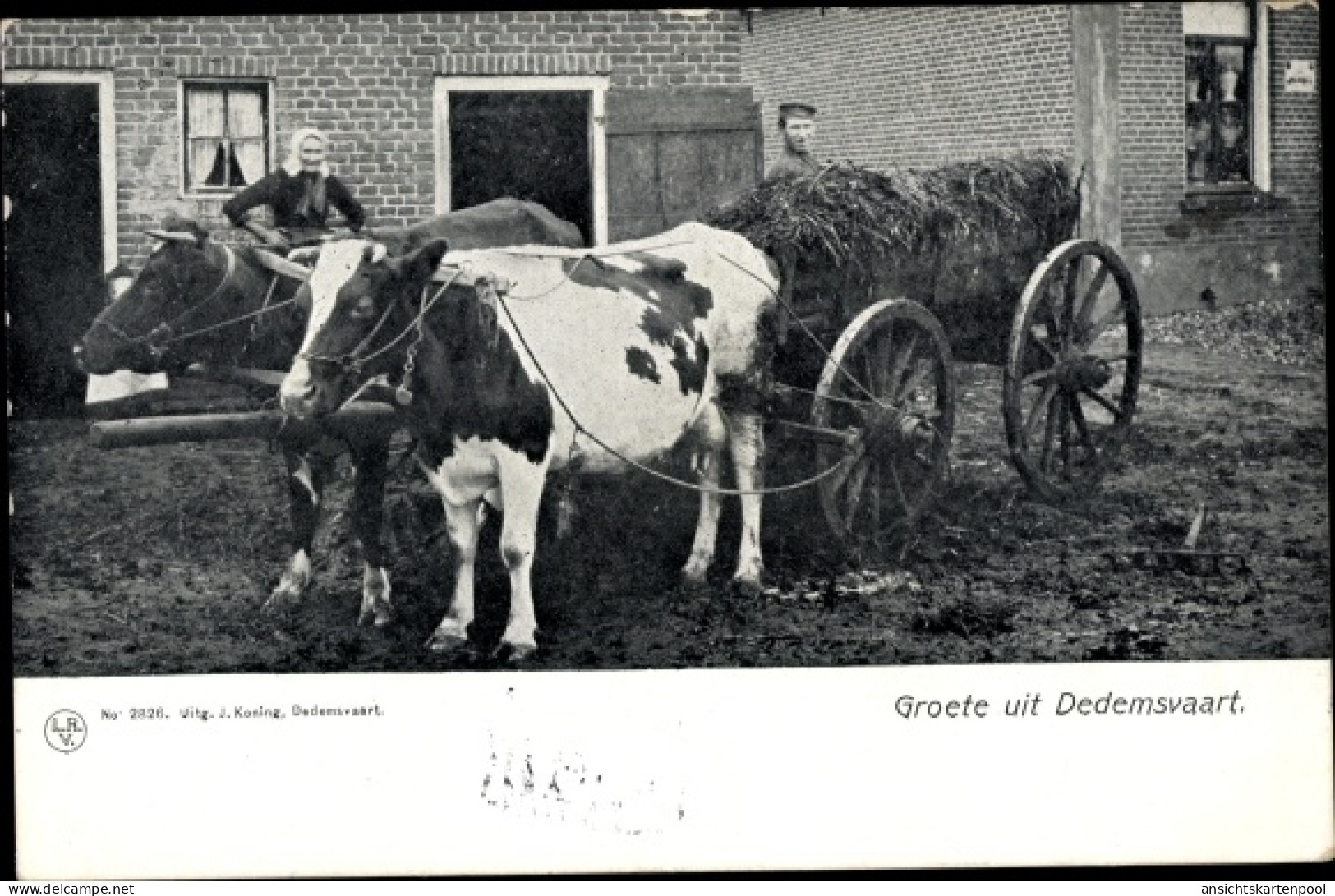 CPA Dedemsvaart Overijssel Niederlande, Rinderfuhrwerk