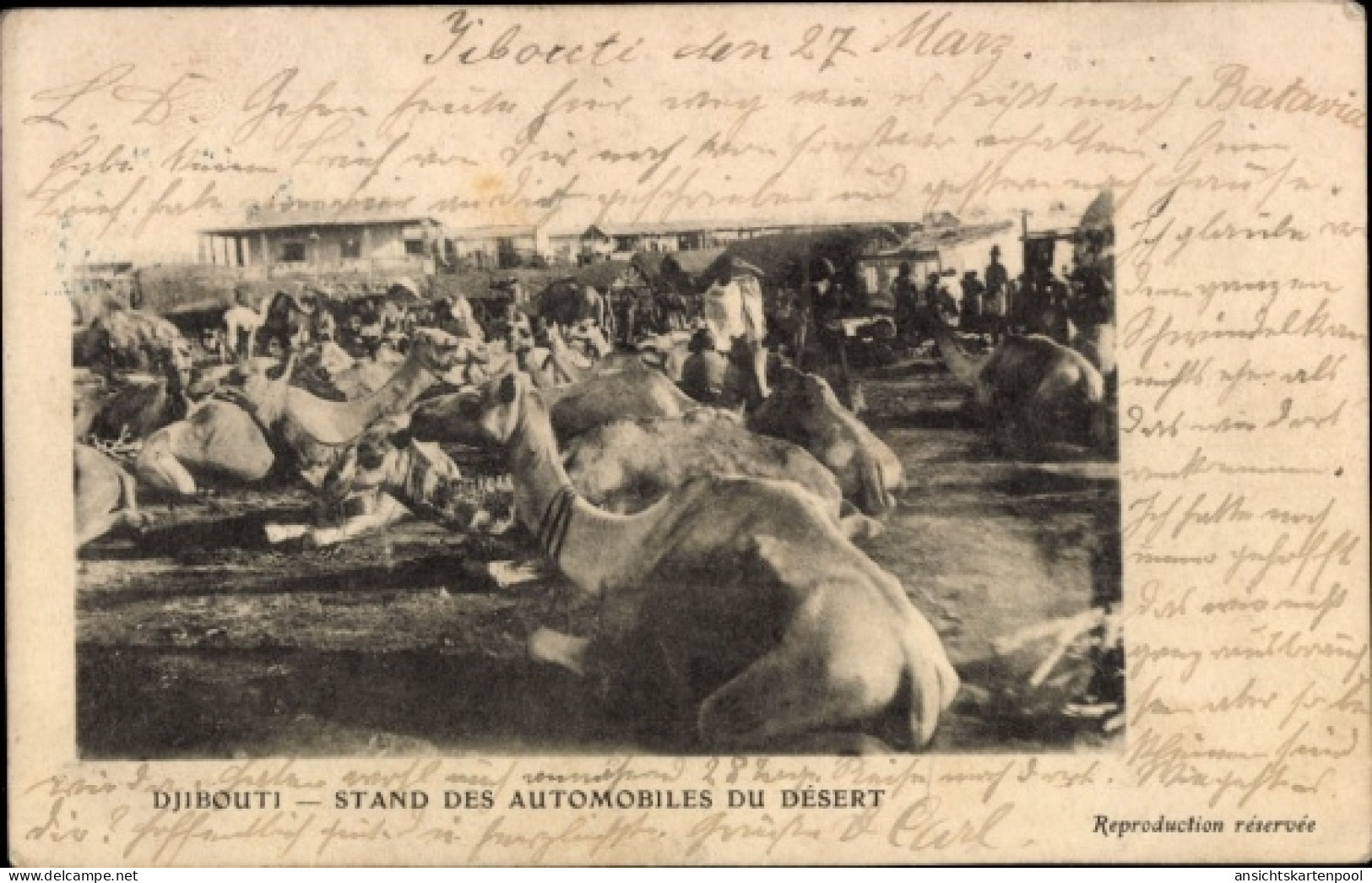 CPA Djibouti Dschibuti, Kamele